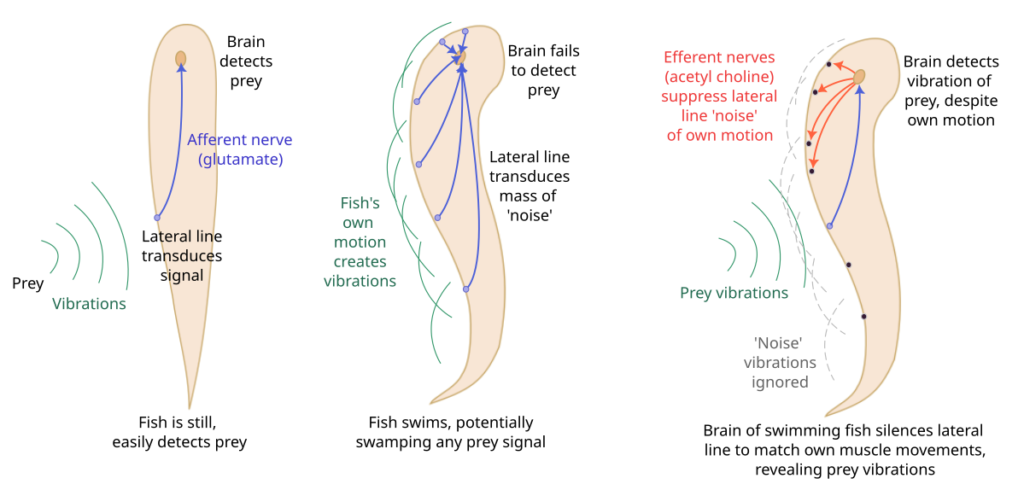 Questa immagine ha l'attributo alt vuoto; il nome del file è Lateral_line_circuits.svg-1024x490.png