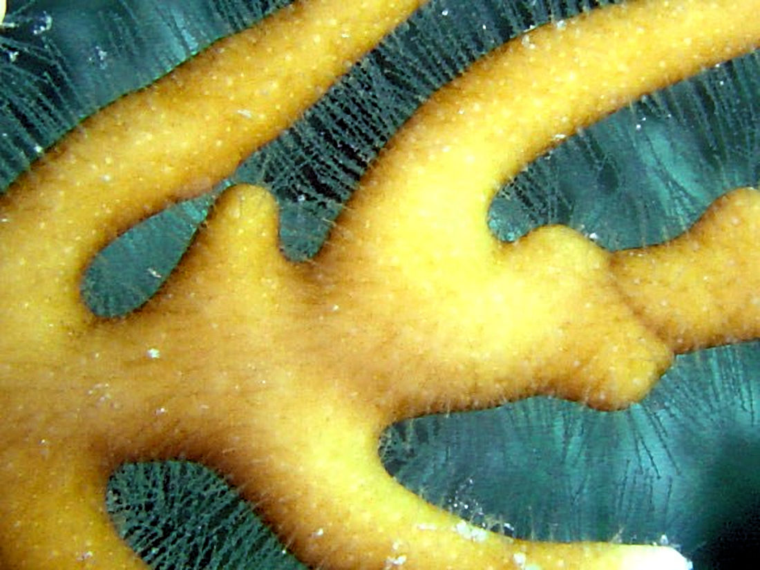 640px-Millepora_alcicornis_dactylozoides_2