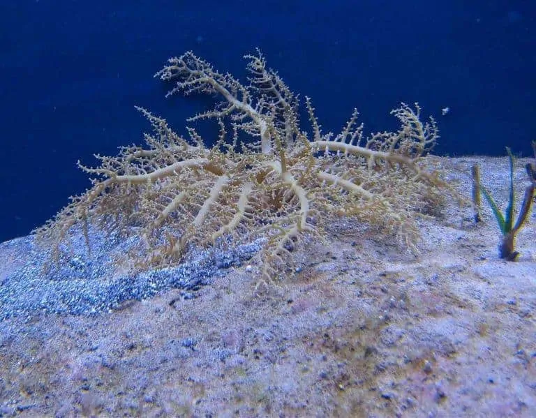 Questa immagine ha l'attributo alt vuoto; il nome del file è Actinodendron_plumosum2-768x599-1.webp