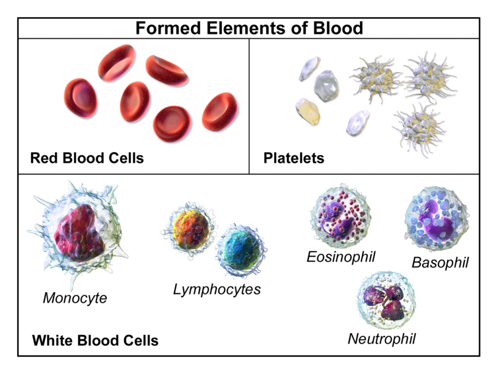 Questa immagine ha l'attributo alt vuoto; il nome del file è Blausen_0425_Formed_Elements-1024x768.png