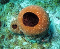 Questa immagine ha l'attributo alt vuoto; il nome del file è Neofibularia-nolitangere.jpeg