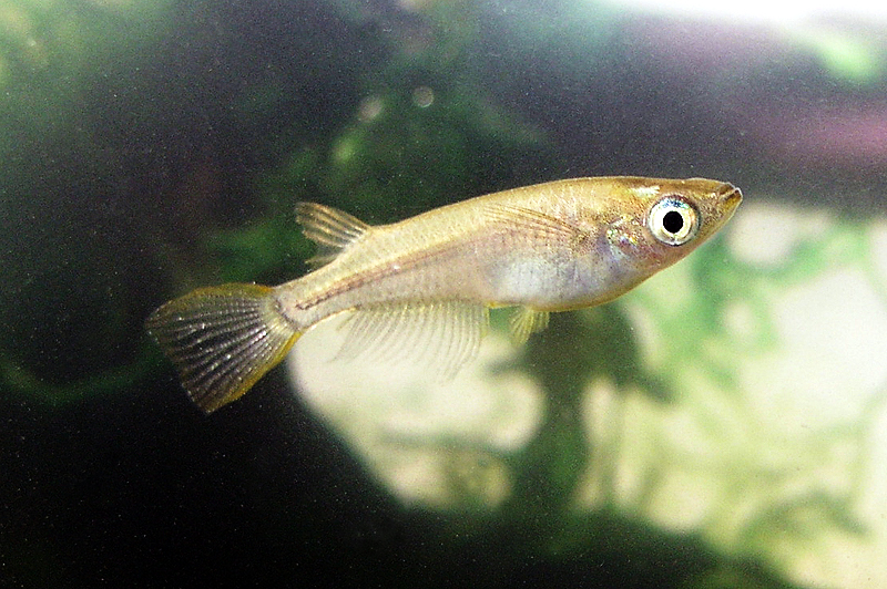 Questa immagine ha l'attributo alt vuoto; il nome del file è Nihon-medaka.jpg