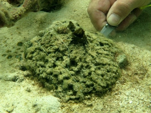 Questa immagine ha l'attributo alt vuoto; il nome del file è Tectitethya_crypta.jpg