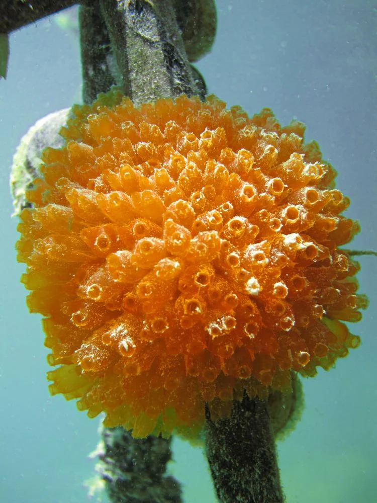 Questa immagine ha l'attributo alt vuoto; il nome del file è ecteinascidia-turbinata-af108ce8-899a-4fb5-b321-458bc555888-resize-750.webp