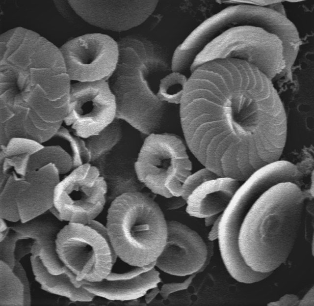 Questa immagine ha l'attributo alt vuoto; il nome del file è lossy-page1-640px-10Calcidiscus_leptoporus_diploid_SEM_showing_two_parts_of_coccoliths.tif.jpg