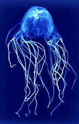 Questa immagine ha l'attributo alt vuoto; il nome del file è Chironex_fleckeri_vespadimare.jpg