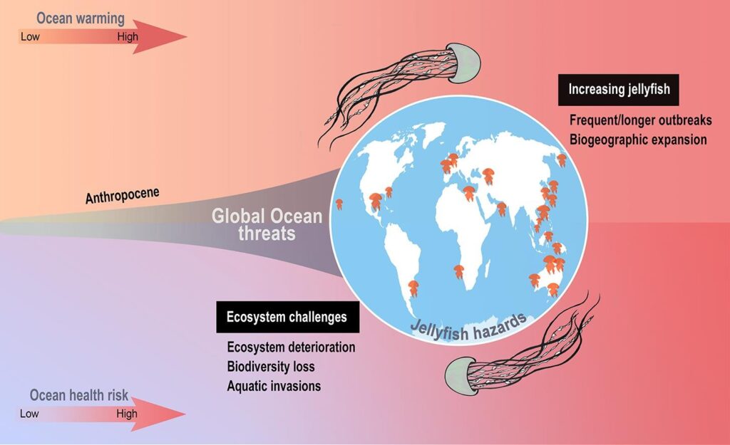 Questa immagine ha l'attributo alt vuoto; il nome del file è meduse-1-s2.0-S0160412022006262-ga1_lrg-1024x625.jpg