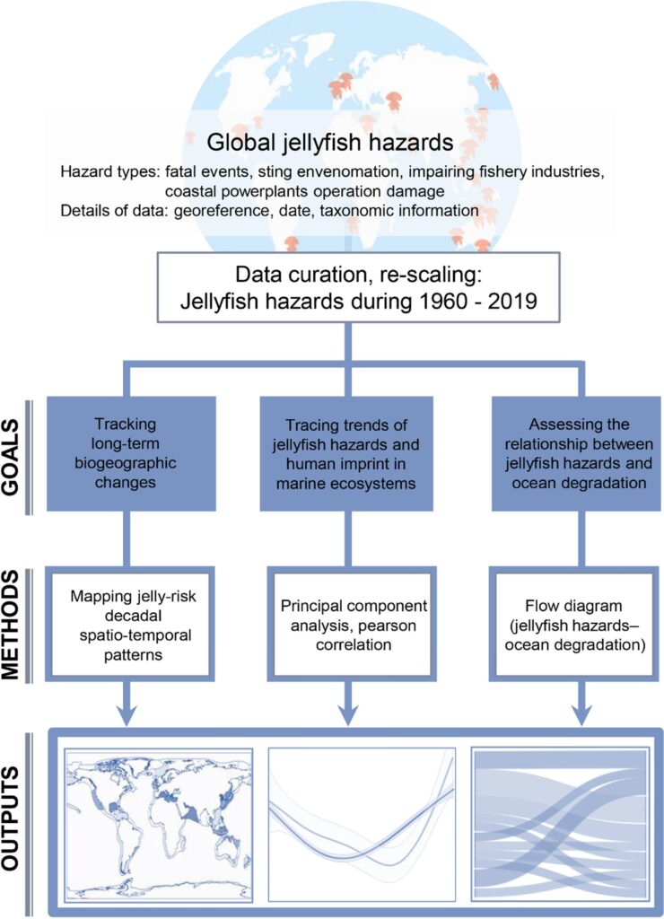 Questa immagine ha l'attributo alt vuoto; il nome del file è meduse-1-s2.0-S0160412022006262-gr1_lrg-740x1024.jpg