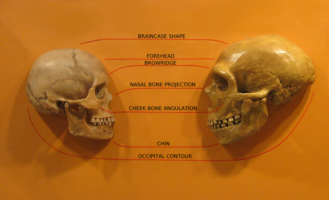 640px-Sapiens_neanderthal_comparison_en