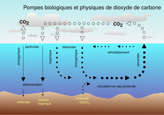 Questa immagine ha l'attributo alt vuoto; il nome del file è CO2_pump_hg-fr.svg.png