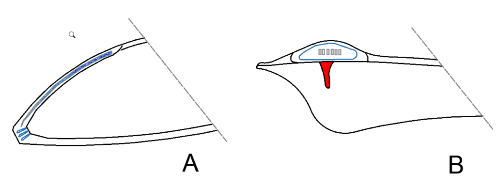 Questa immagine ha l'attributo alt vuoto; il nome del file è PAGLI-Breve-introduzione-ai-molluschi-del-legno-1024x388.png