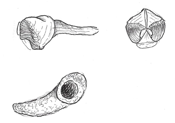Questa immagine ha l'attributo alt vuoto; il nome del file è PAGLI-Xylophaga-dorsalis.png