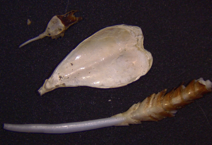 Questa immagine ha l'attributo alt vuoto; il nome del file è PAGLI-bankia-carinata-al-centro-nototeredo-novegica-in-alto-teredo-navalis.png