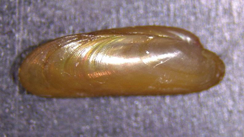 Questa immagine ha l'attributo alt vuoto; il nome del file è PAGLI-esemplare-di-idas-da-legni-in-zona-Viareggio.png