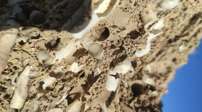 Questa immagine ha l'attributo alt vuoto; il nome del file è PAGLI-legno-colonizzato-XILIPHAGI.png