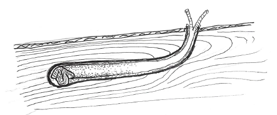 Questa immagine ha l'attributo alt vuoto; il nome del file è PAGLI-teredinide-allinterno-della-sua-galleria.png
