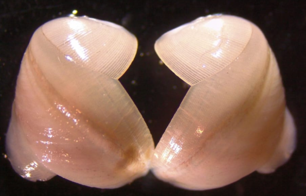 Questa immagine ha l'attributo alt vuoto; il nome del file è PAGLI-valve-di-Bankia-carinata-al-microscopio.png