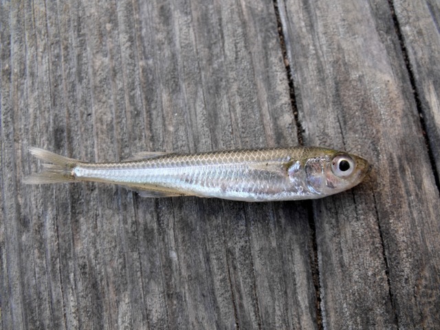 Questa immagine ha l'attributo alt vuoto; il nome del file è Atherina_boyeri_1.jpg