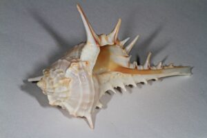 Murex_shell_and_shadows_(39032600172)